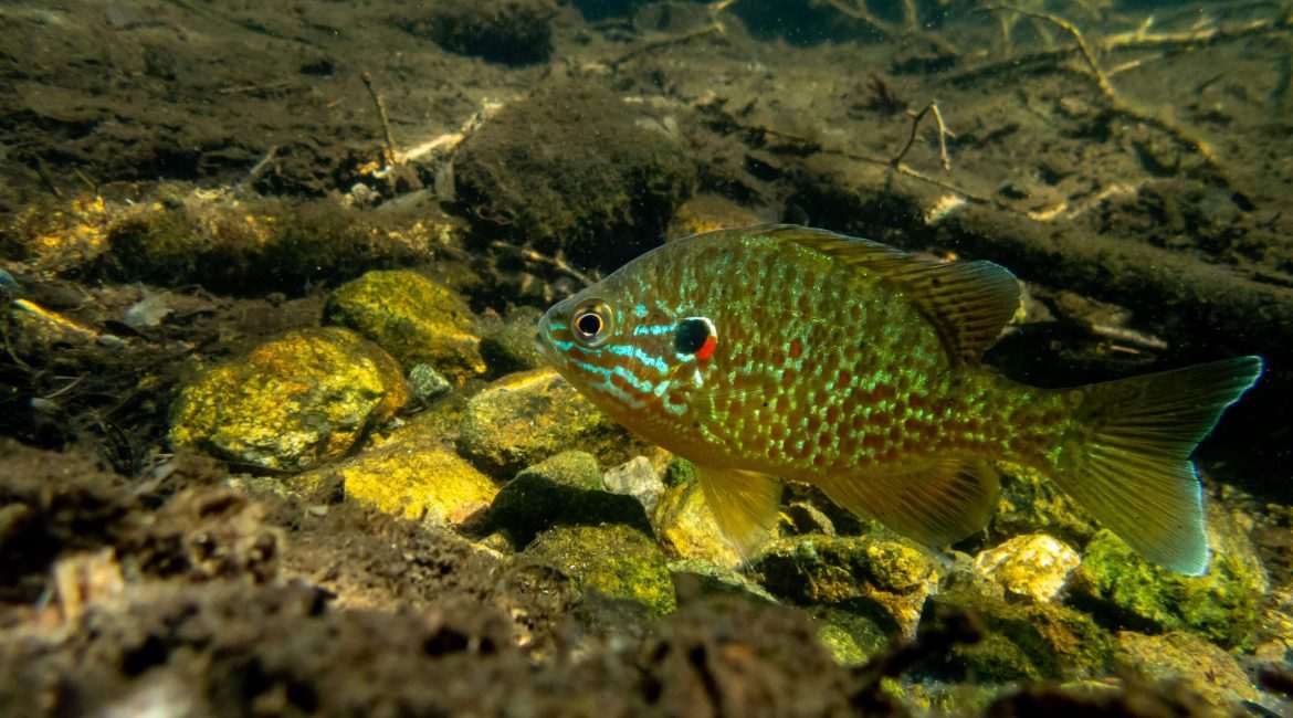 Colorful fish swimming in a rocky underwater environment.
