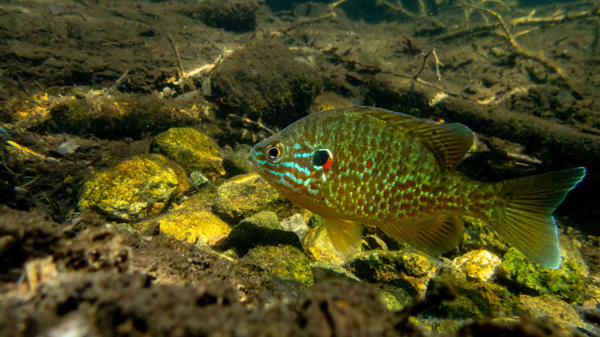 Colorful fish swimming in a rocky underwater environment.