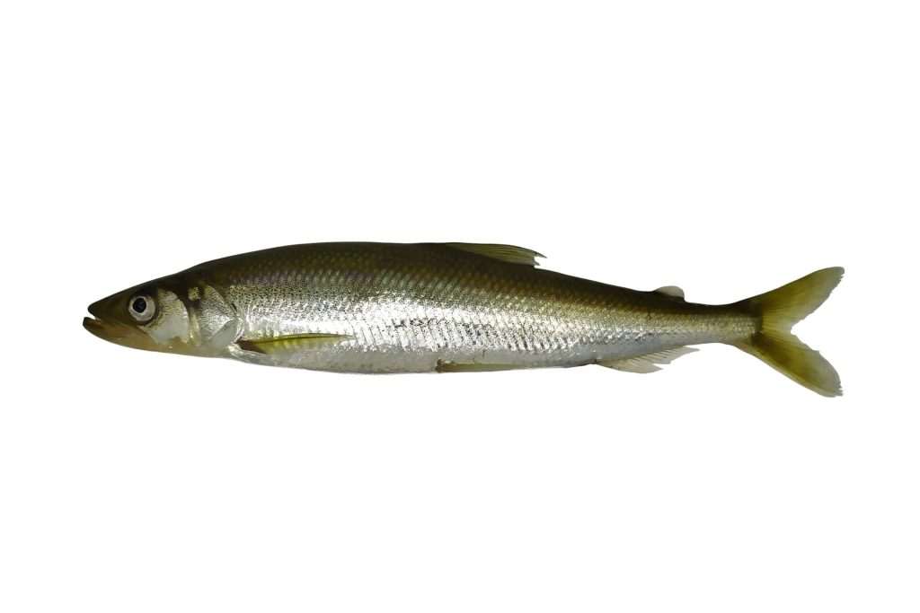 Fresh silver fish isolated on white background.