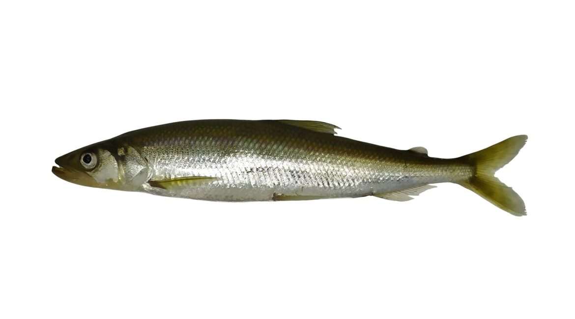 Fresh silver fish isolated on white background.