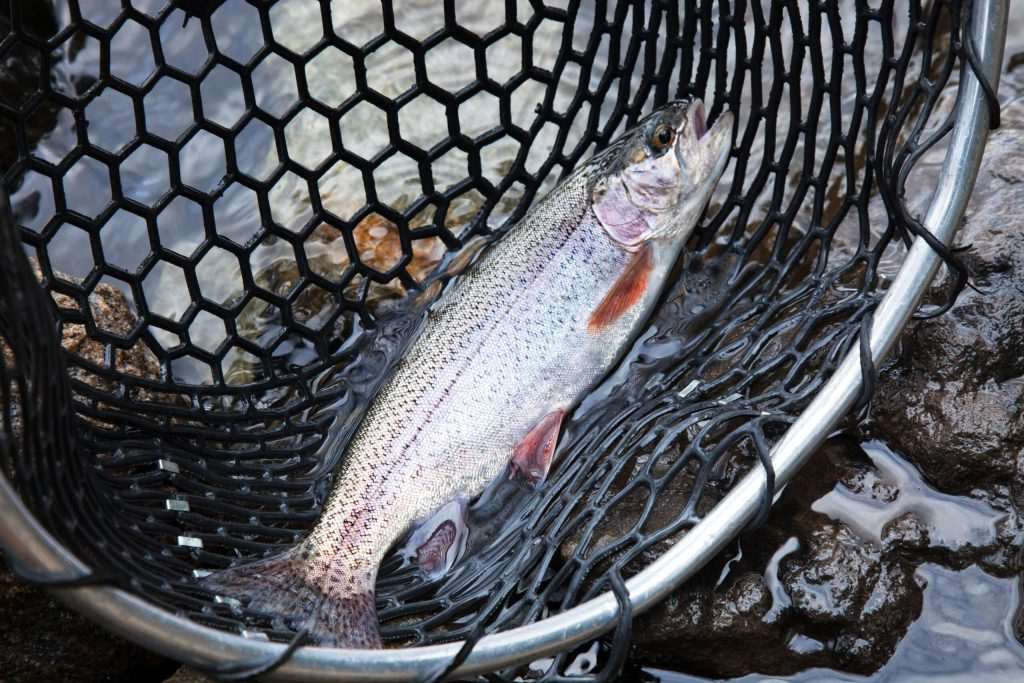 Trout fish in fishing net.
