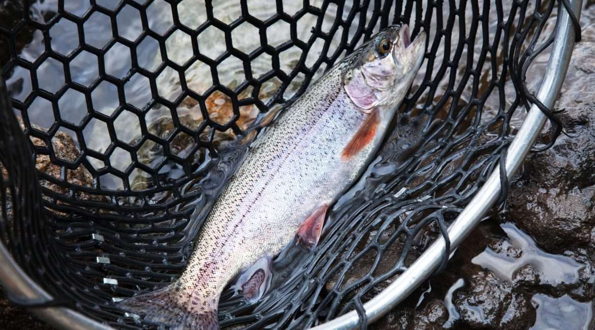 Trout fish in fishing net.
