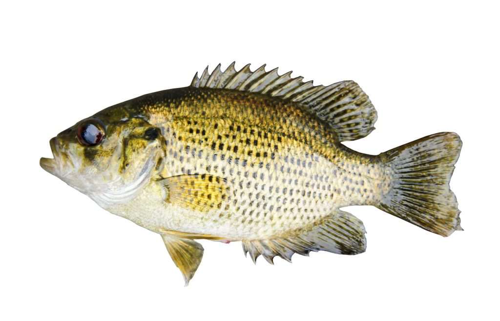 Green sunfish with spiny dorsal fin