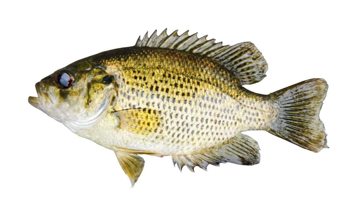 Green sunfish with spiny dorsal fin