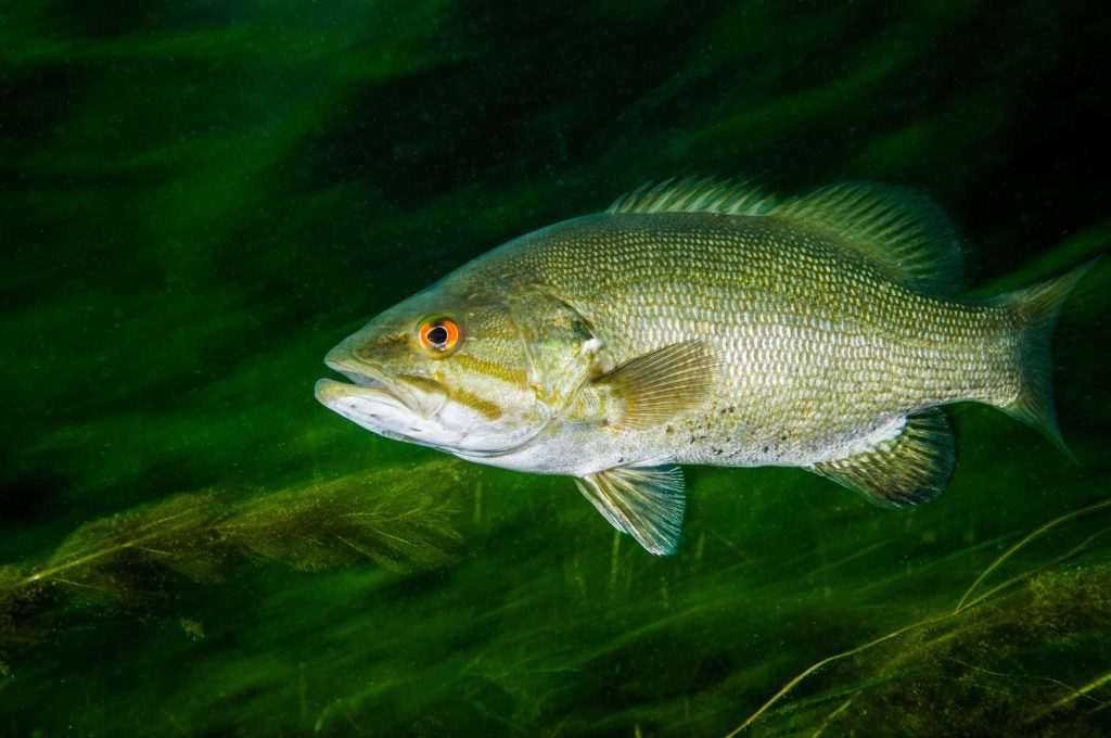 Underwater fish swimming in green water