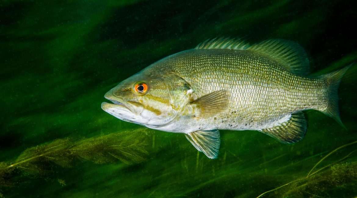 Underwater fish swimming in green water