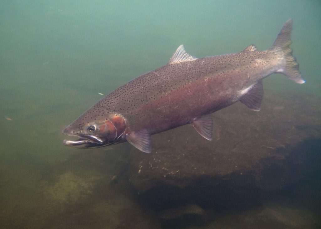 Rainbow trout swimming underwater.