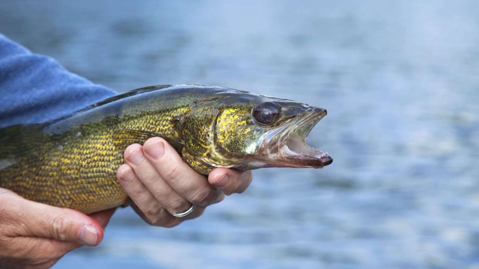 Person holding a walleye fish by a lake.