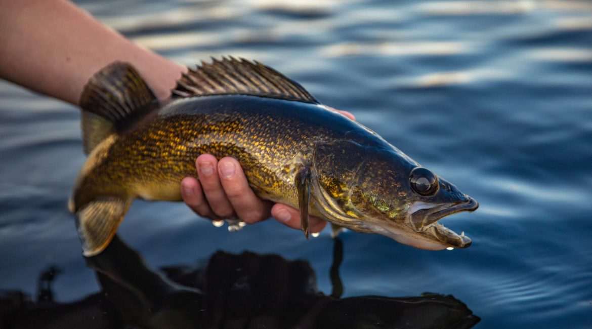 Person holding a walleye fish over water.