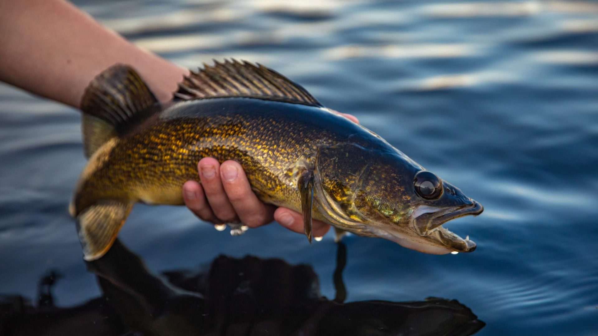 Person holding a walleye fish over water.