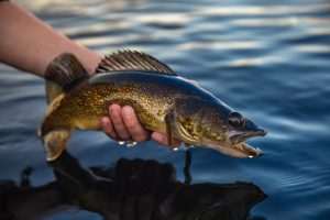 Person holding a walleye fish over water.