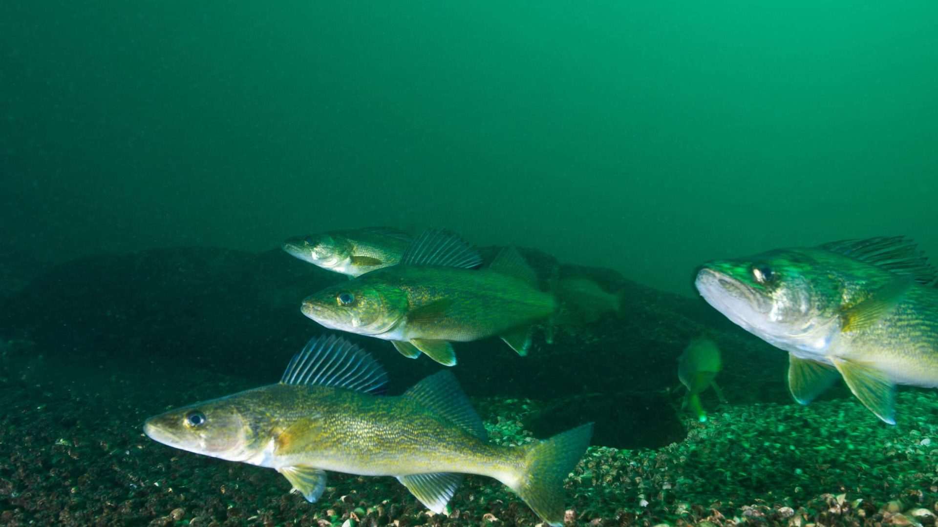 Underwater view of fish swimming in a group.