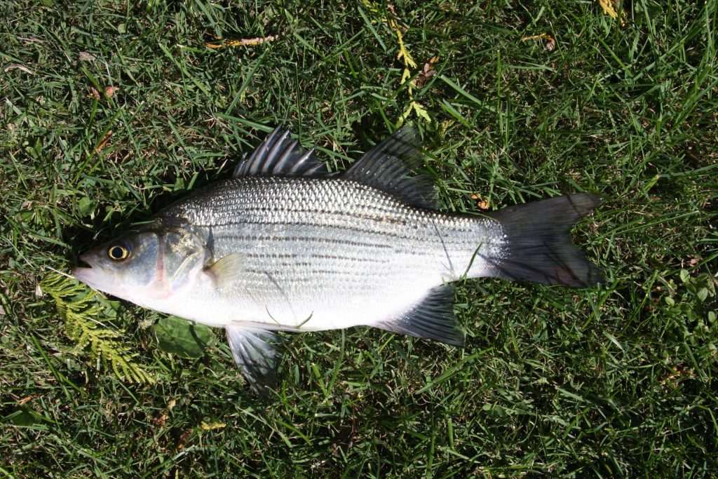 Striped bass fish on grass