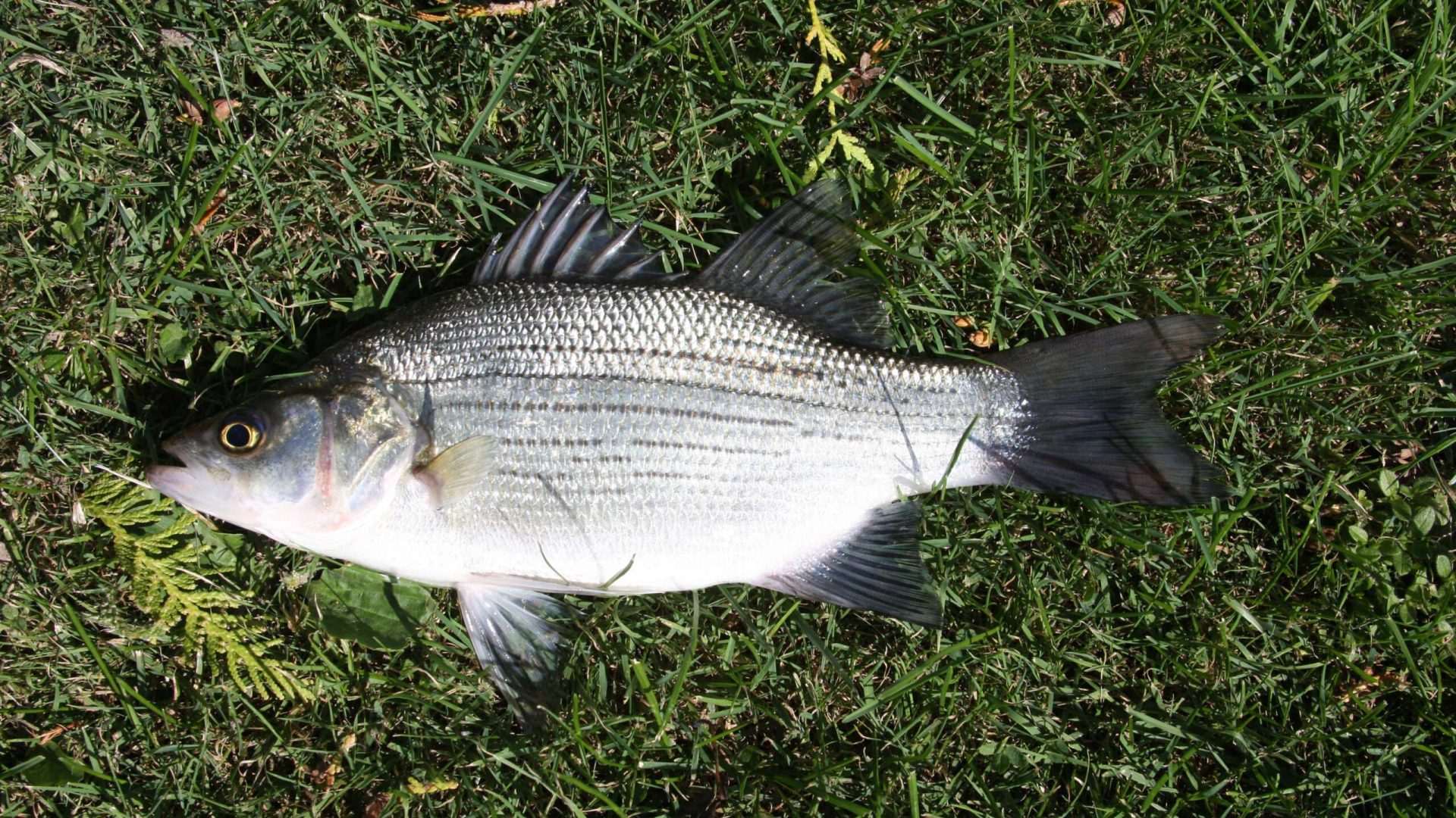 Striped bass fish on grass