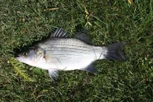 Striped bass fish on grass