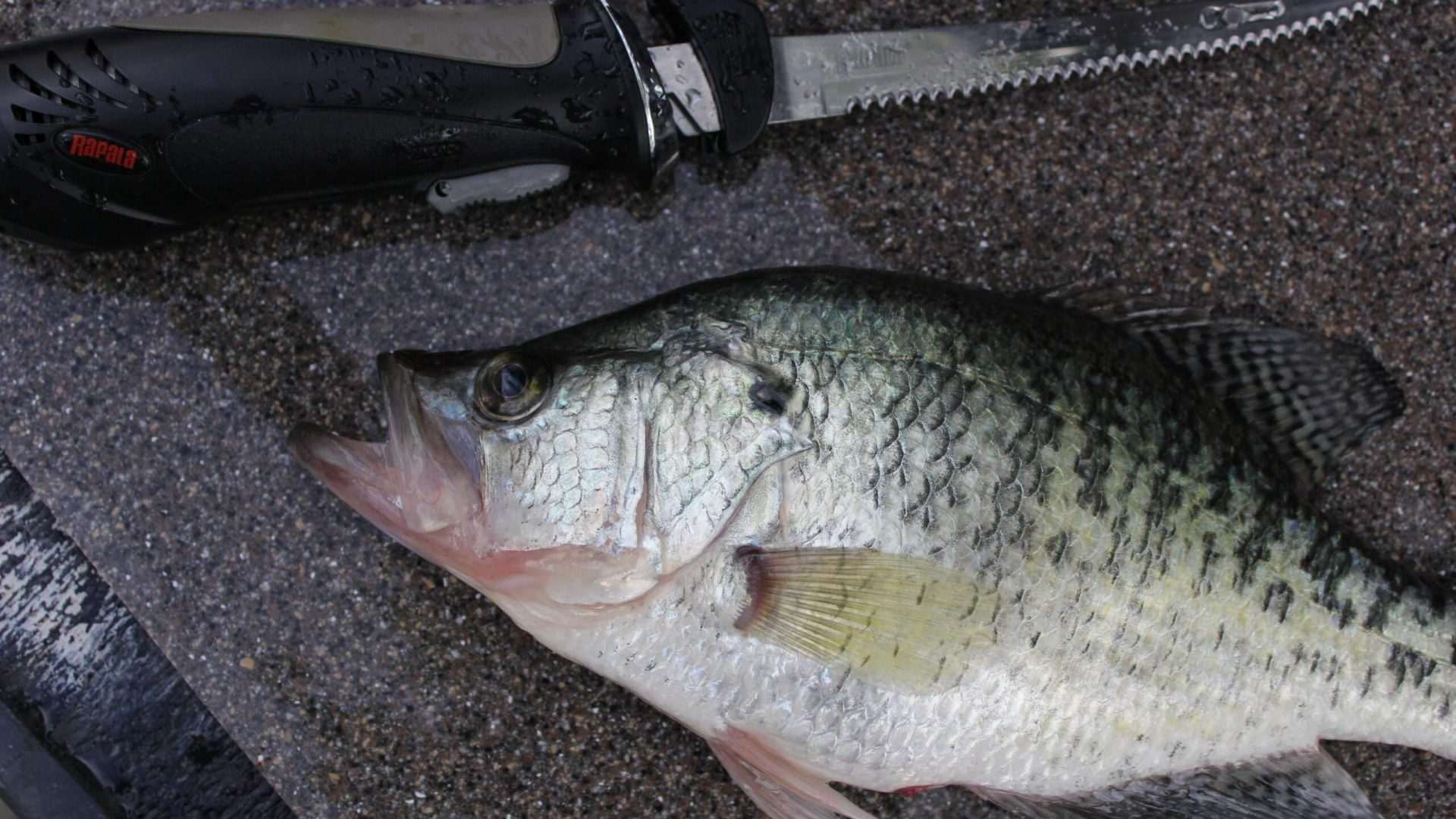 Fish next to fillet knife on sand