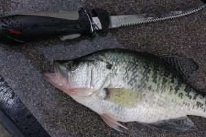 Fish next to fillet knife on sand