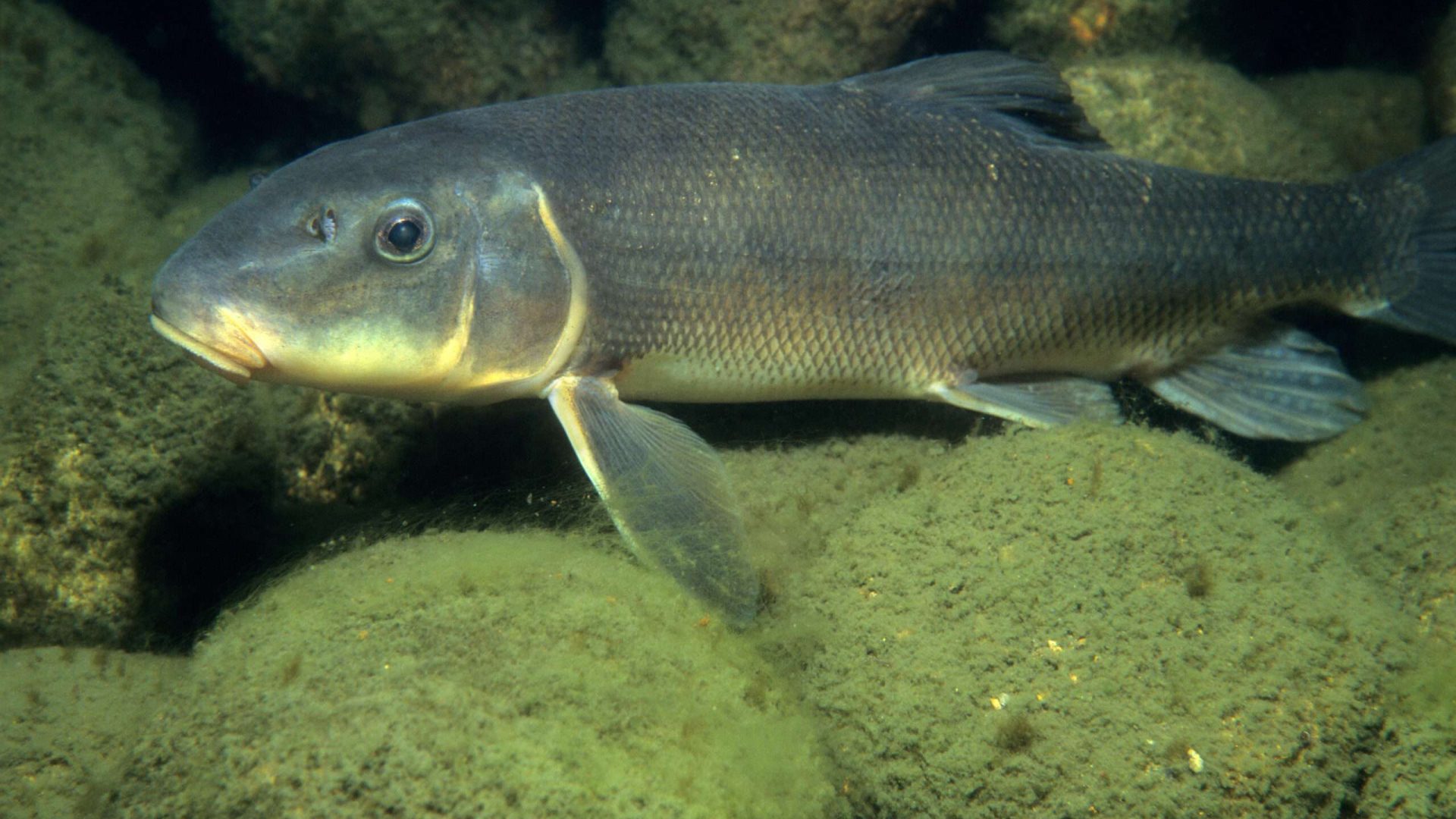 A Catostomus commersonii fish underwater