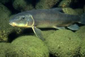 A Catostomus commersonii fish underwater