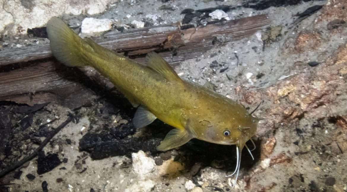 Underwater catfish in natural habitat