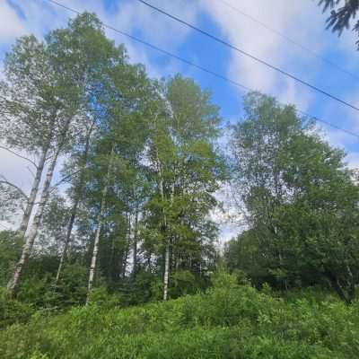 Tall green trees against blue sky