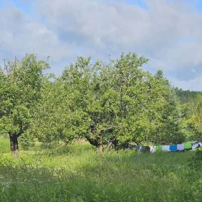 Clothes hanging on a line in a green field