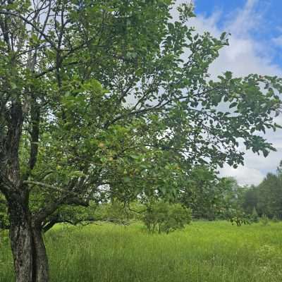 Apple tree in a lush green meadow