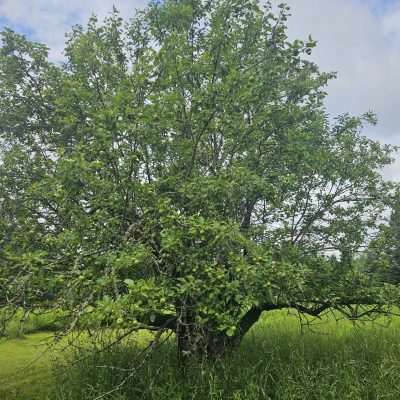 Lush green apple tree in a grassy field