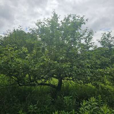 Lush green tree in a grassy field