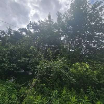 Lush green trees under cloudy sky