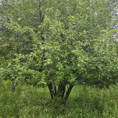 Apple tree with green apples in forest