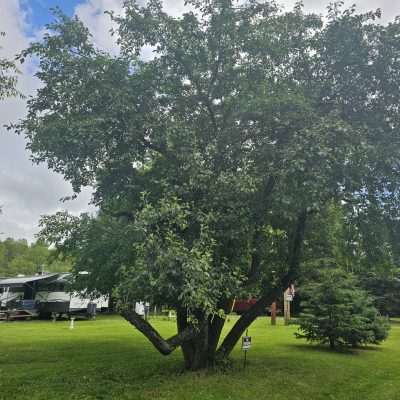 Large tree near RV at campground.