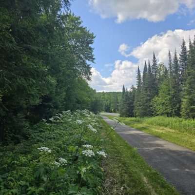 Forest path under blue sky with clouds