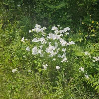 White flowers in a green garden.