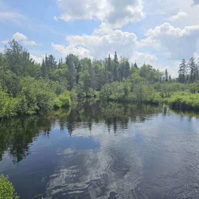 Lush green forest and river under cloudy sky