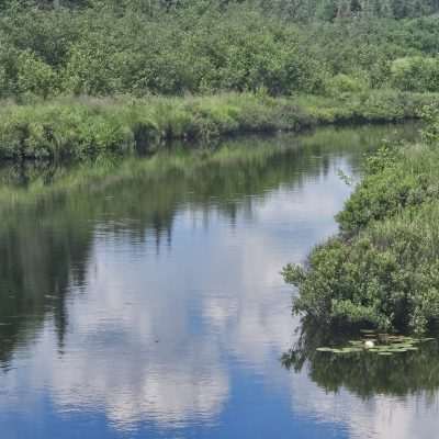 River surrounded by lush green vegetation