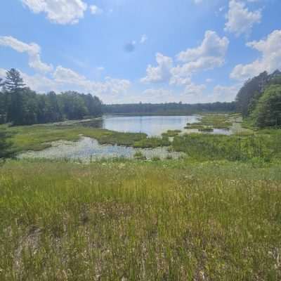 Sunny lake view surrounded by green trees and grass.