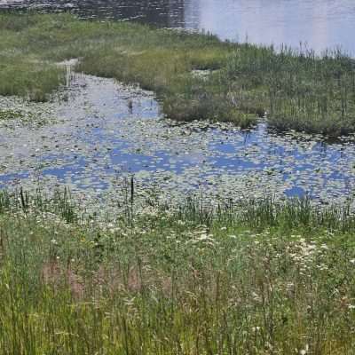 Lush wetland with lily pads and grasses