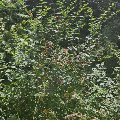 Bush with red berries in sunlight