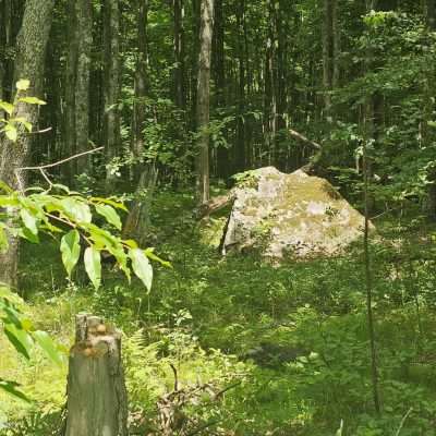 Forest with tree stump and large rock