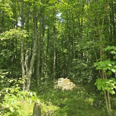 Dense forest with green trees and sunlight shining.