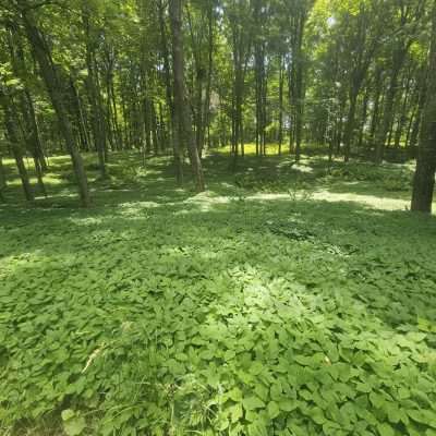 Sunlit forest with dense green foliage.