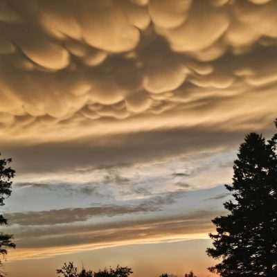 Sunset with dramatic mammatus clouds and silhouetted trees