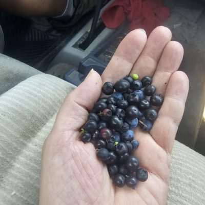 Hand holding wild blueberries.