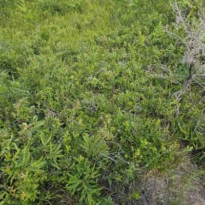 Dense greenery with some berries and ferns