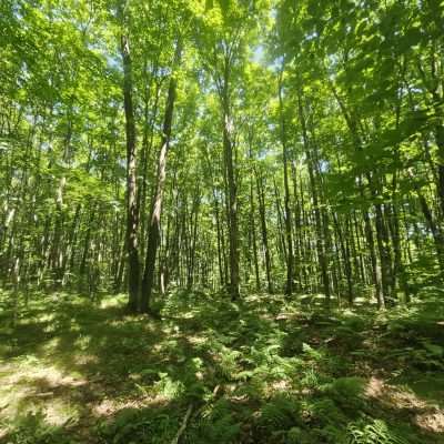 Dense green forest with sunlight through leaves.