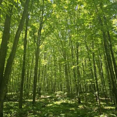 Lush green forest with tall trees.