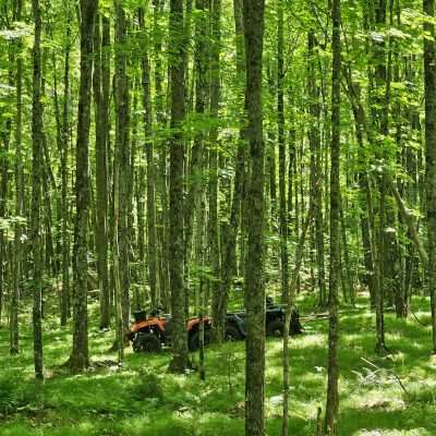 ATV in dense green forest