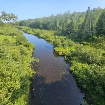 Peaceful forest river with green trees.