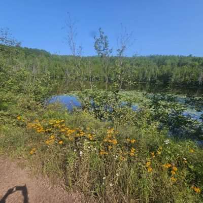 Lake surrounded by green trees and wildflowers